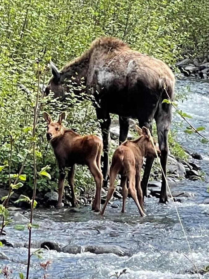 Carlo Creek Cabins Denali Park Екстер'єр фото