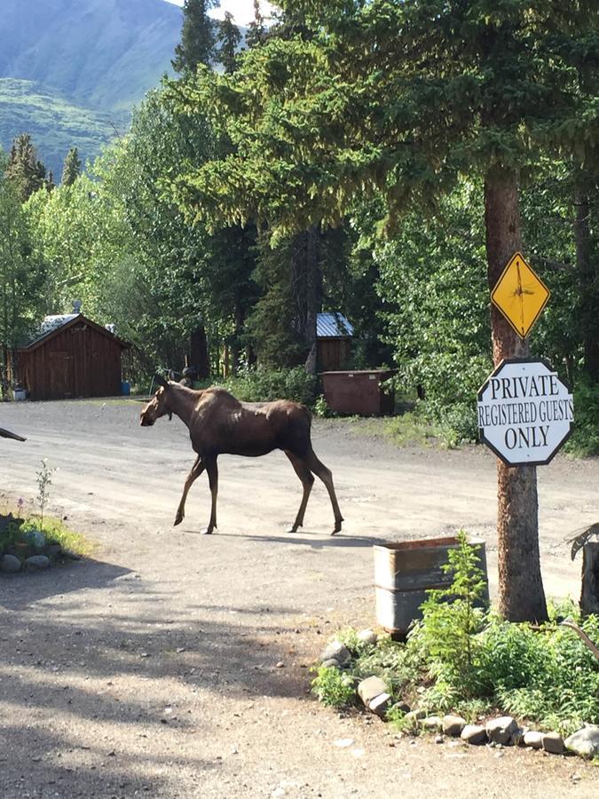 Carlo Creek Cabins Denali Park Екстер'єр фото